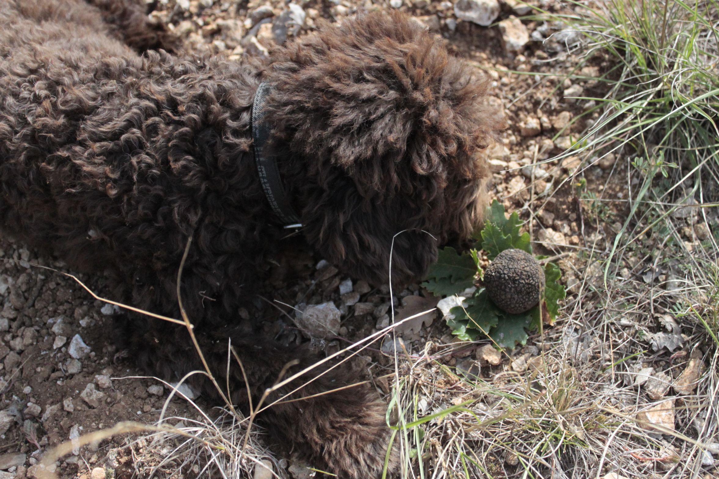 Java en train de découvrir les premières truffes
